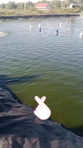 🦐🦐
