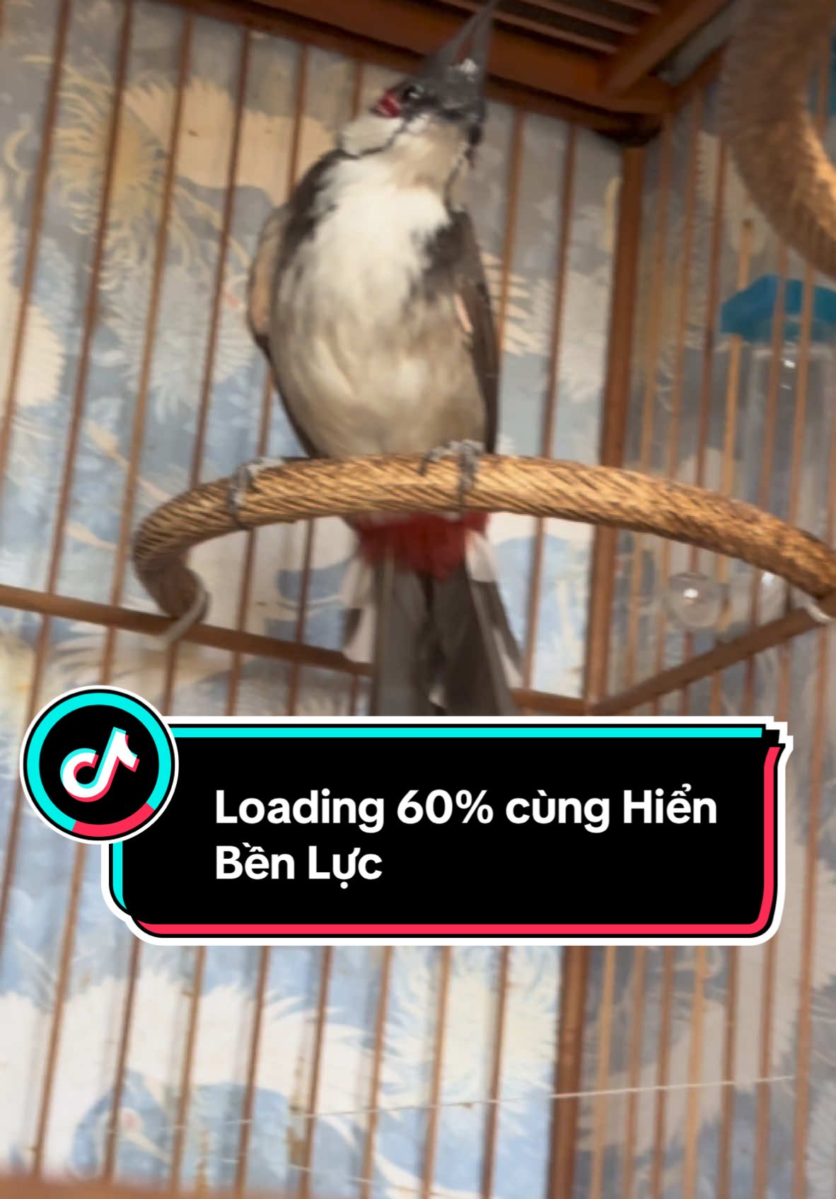 CB-RC 60% lông cùng cám hiển bảo khánh bền lực @HIỂN BẢO KHÁNH 