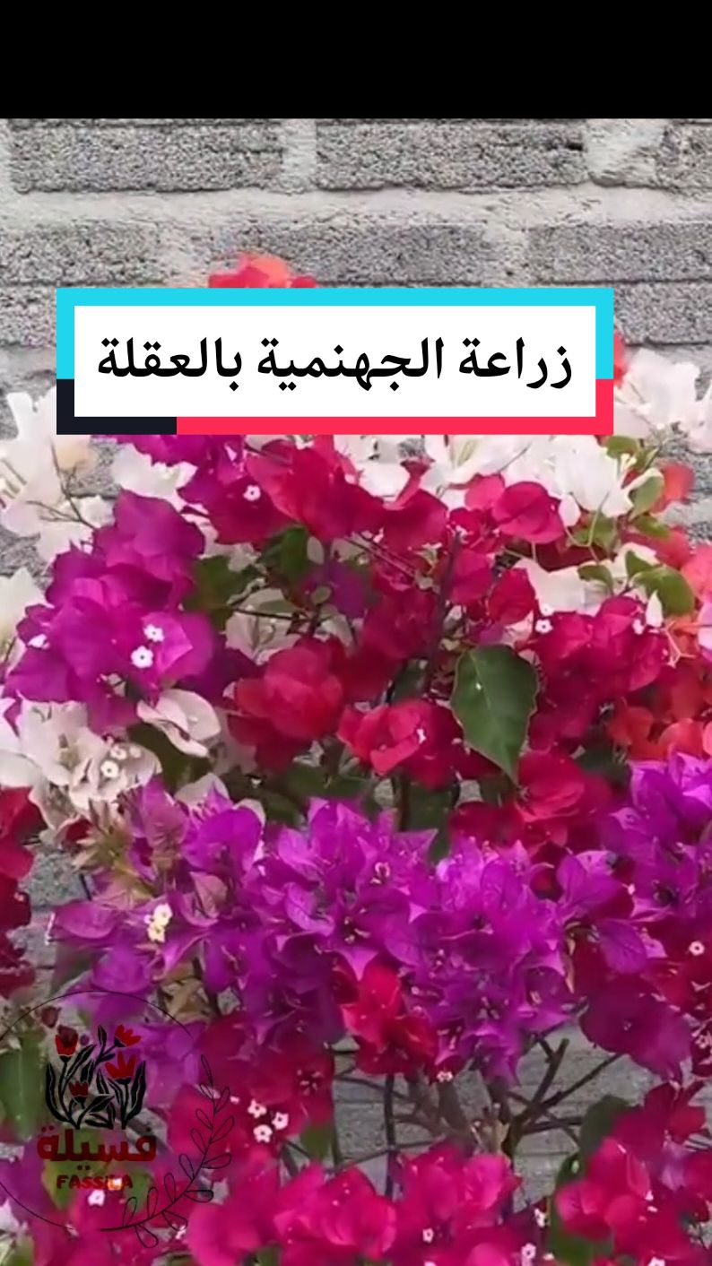 زراعة شجرة الجهنمية في حديقة منزلك #زراعة_النباتات #شجرة #فلاحة🖤🌿 