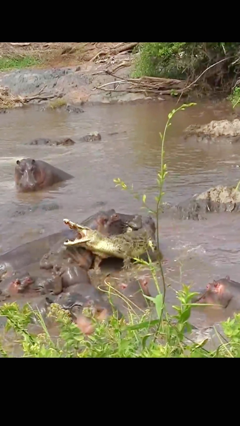 A herd of hippos take revenge on a crocodile after an impressive attack  #animal #attack #crocodile #unfreez #wildlife #growmy #foryoupag #hypo #fyp #virale #mother #baby 