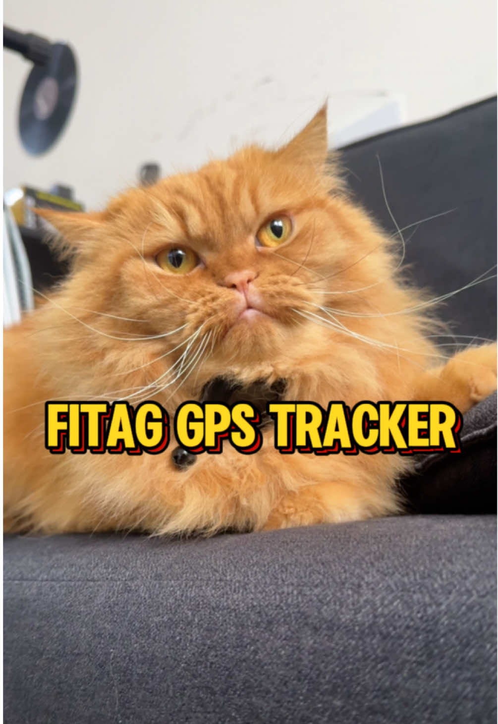 Boleh letak kat kucing FITAG gps tracker ni sebab ringan je. Casing pun senang nak dapat! Check kat beg kuning! #kucing #cat #kenzo #gps #fitag #fitag #gpstracker 