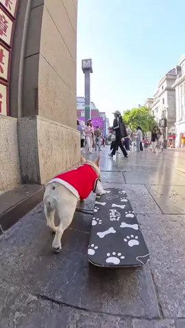 Dog street skateboard obey the traffic rules, comity to pedestrians! What a smart dog#dog #cutedog #happydog #dogsoftiktok #skateboard #funnydogs #streetdog 