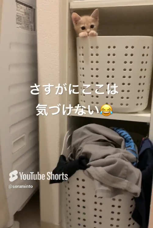 よくいなくなる子猫に鈴付きの首輪を付けました🔔【ベル】#保護猫 #子猫 #ネコ #ねこ #動物大好き 