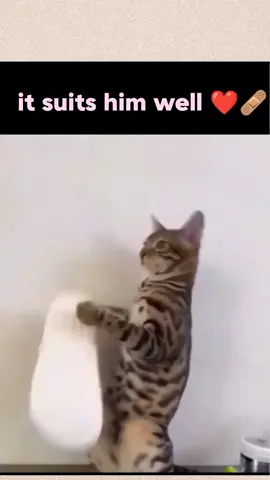 follow for more daily videos 📸  #laugh #animal #funnytiktok #fyp #kitty 
