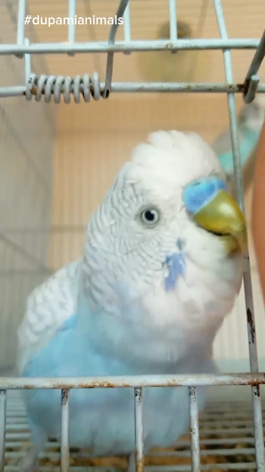 budgie sound ✨✨😜❤️🦜💘💓 #dupamianimals #budgies #lovebudgies #cutebudgie 