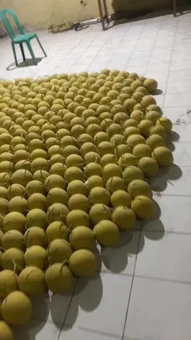 quota tak terbatas 😂😂 #melonhydoponik #melonpremium #melongreenhouse #blitar24jam #freshfruit #fypシ゚viral #petanimelon 