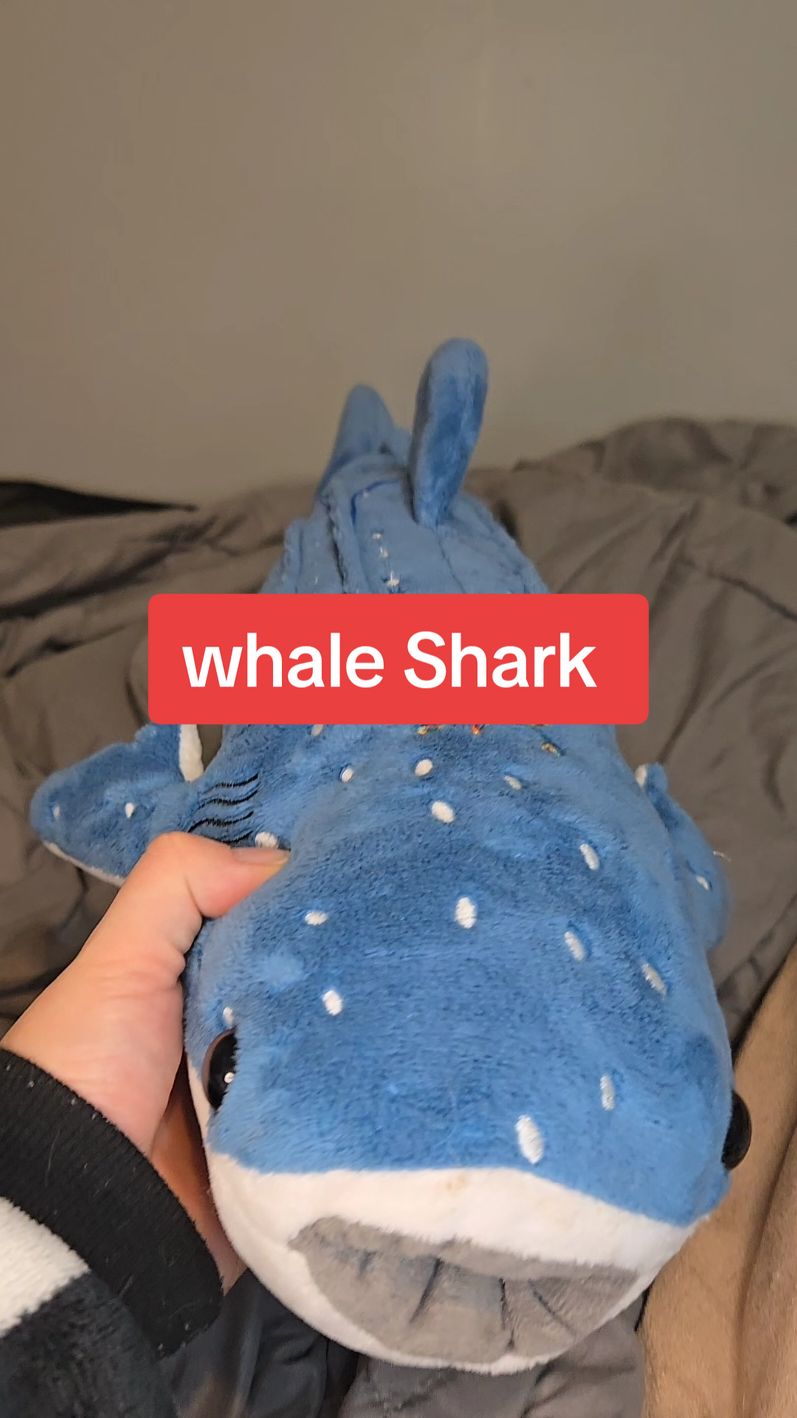 cute whale Shark #whaleshark #shark #whaleshark #sharks #sharksoftiktok #stuffedanimals #tiktokshop #giftideas #toddlergiftideas #holidaygifts #oceananimals #giftforkids #sharklover #sharklover #stuffedanimals #kidstoys #stuffedanimal #tiktokshopblackfridaysale #tiktokshopblackfriday #tiktokshopcybermonday 