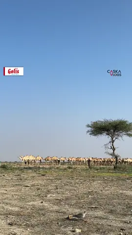 Soomaali yaa ugu geel badan? #caskavlogs 