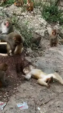 dia hanya kejang kejang #monkey #animal #natgeo #fypage #semuaorang #tiktokfest #cekkeranjangkuning 