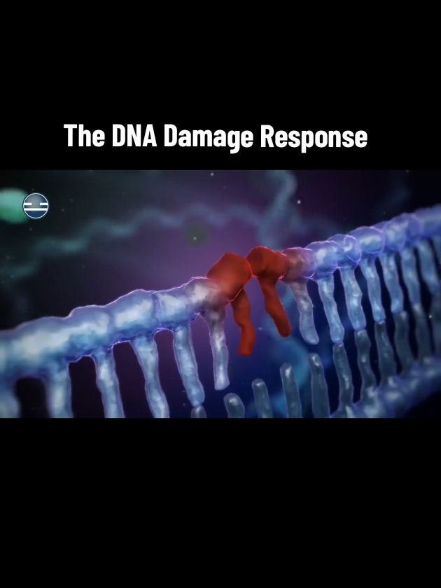 The DNA Damage Response 🧬 . . . . #science #dna #medicina #biologia #biology 