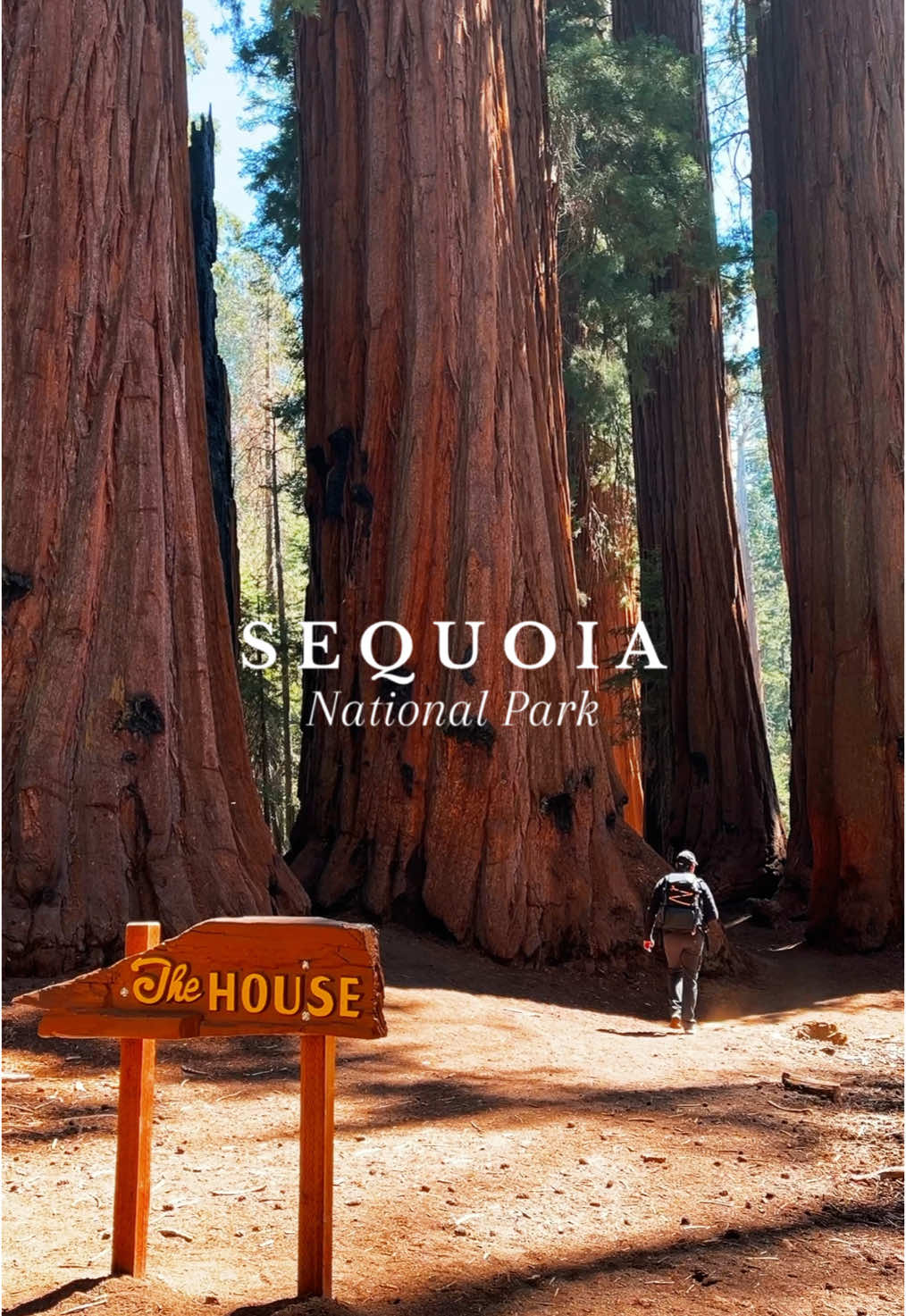 🇺🇸Sequoia National Park, California🇺🇸 • • 🌲Home to the giant sequoias, the largest trees on earth🌎 • 🥇General Sherman Tree 🥈General Grant Tree 🥉The President Tree • 💸The entrance fee is 35 USD and also includes entry to Kings Canyon National Park, which is seamlessly connected to Sequoia National Park.⛰️🌲 • Sequoia National Park in California is renowned for its awe-inspiring giant sequoia trees, especially the General Sherman Tree, the largest tree by volume on Earth. Visitors can hike the Congress Trail to explore the enchanting Giant Forest or drive along the scenic Generals Highway, offering breathtaking views of the Sierra Nevada mountains.  For adventure-seekers, climbing Moro Rock rewards you with panoramic vistas. Don’t miss Tunnel Log, a fallen sequoia you can drive through, or the Crystal Cave, with its unique marble formations. • #sequoia #sequoianationalpark #sequoias #bigtrees #california #californialove #californiaadventure #nationalpark #nationalparks #nationalparksusa #hikingadventures #roadtrip #roadtripusa #roadtrippin 