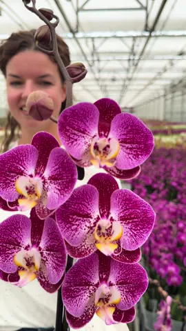 Take look at the production area of Decorum Company grower @kwekerijbernhard Orchids. Tinemarie Verschoor shows us the nicest varieties! They have over 200 different phalaenopsis varieties and a total of 3 million plants a year! Their best quality is available in the blue Decorum boxes! #ochids #phalaenopsis #phalaenopsisorchid @Thursd 
