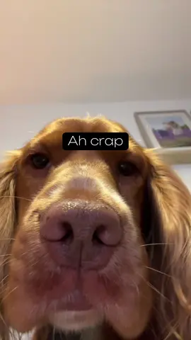 Don’t tell mum🫢 #fyp #foryoupagee #cockerspanielsoftiktok #funny #viralvideotiktok #cockerspaniel #dogsoftiktok 
