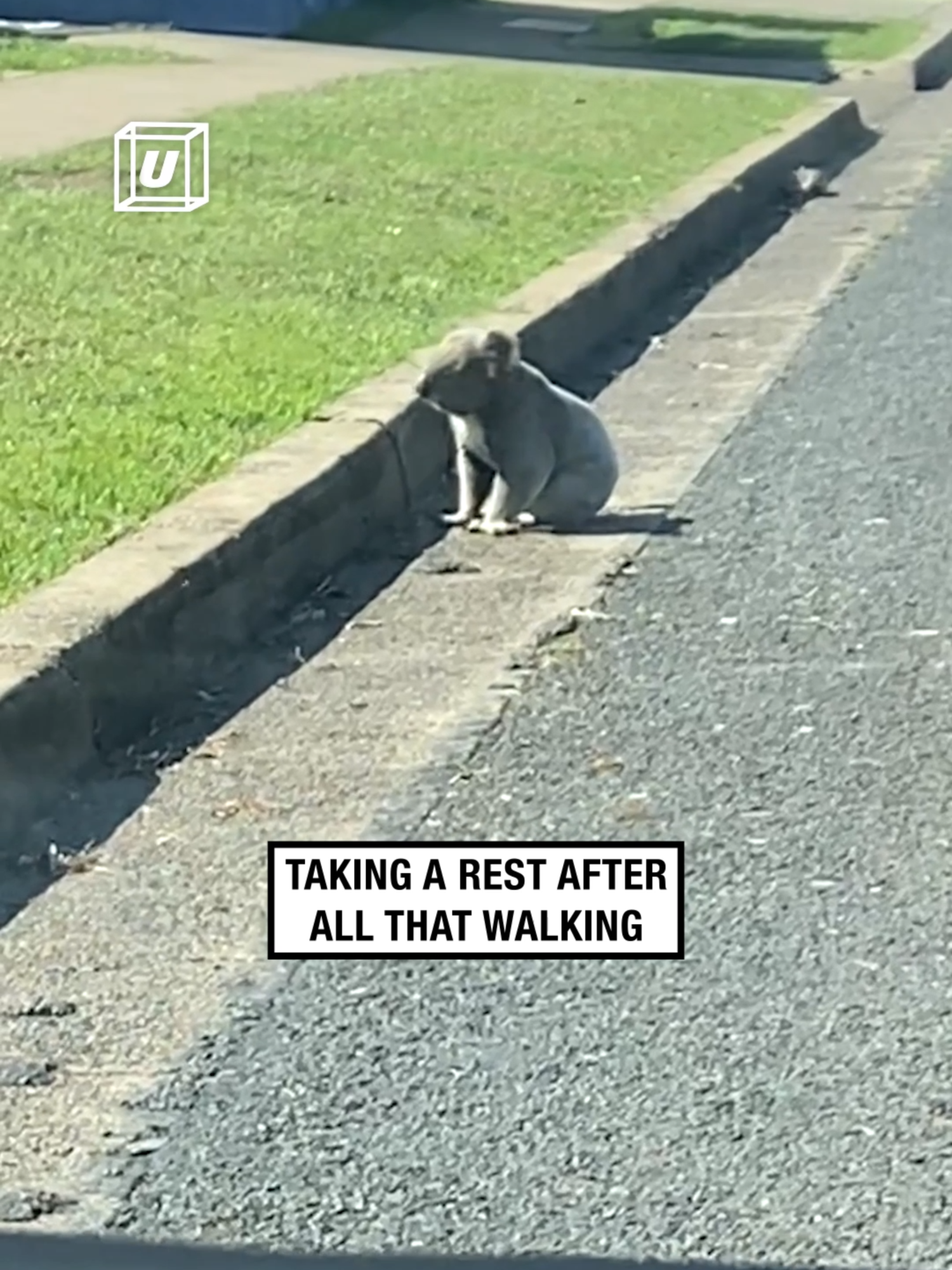 Paramedics save the day 👏 (🎥: ViralHog) #koala #wildlifelover #paramedics #wholesome #wildliferescue