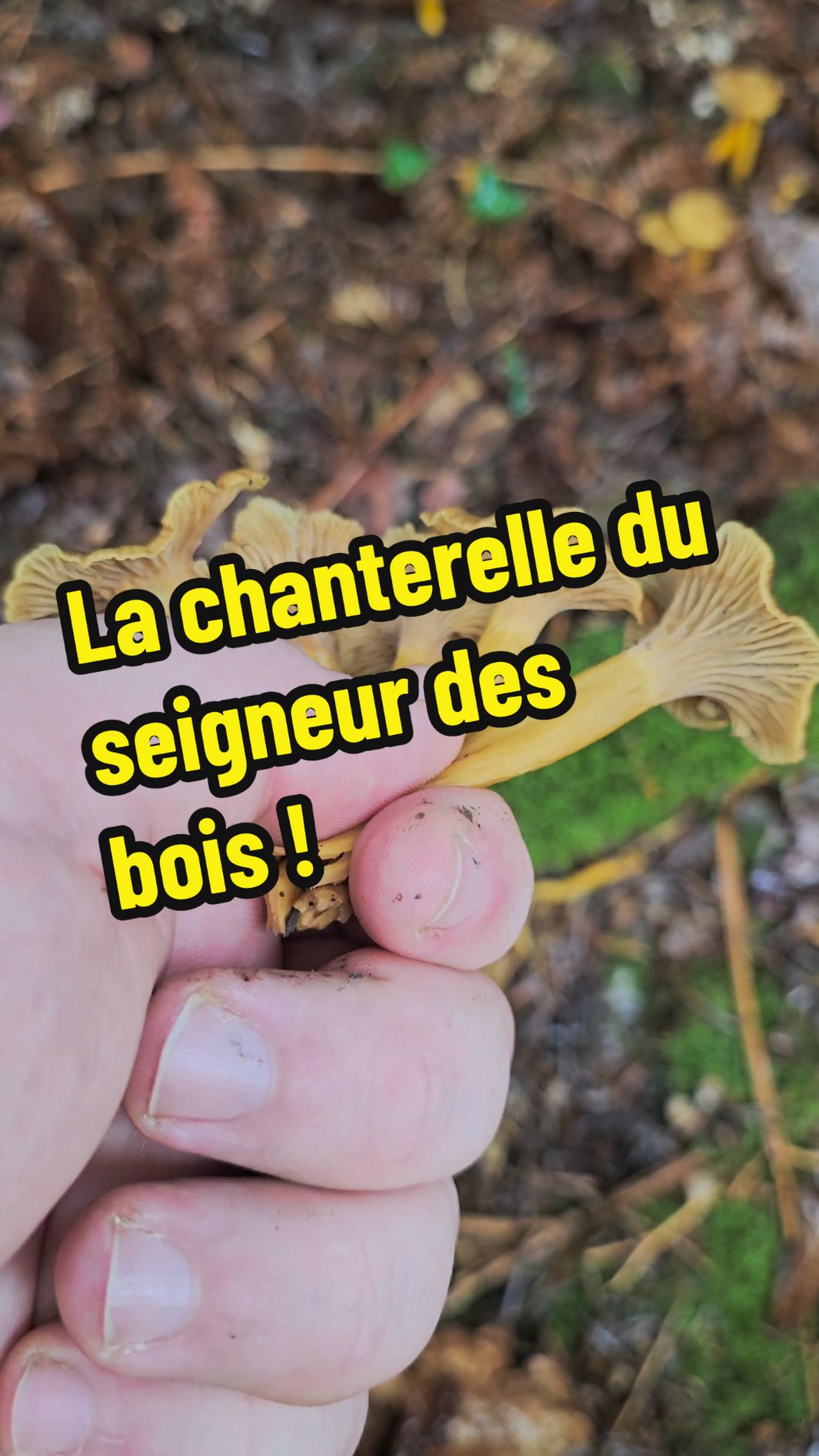 La chanterelle grise ( Craterellus tubaeformis ) est un champignon exceptionnel très savoureux ! Le seul defaut qu'on pourrais lui reprocher est le fait qu'elle réduise énormément à la cuisson. Mais ça reste tout de même un de mes champignons préférés ! Pour la preparer il faudras eviter de la passer sous l'eau. Nettoyez la base du pied en l'incisant pour enlever des traces eventuelles de terre. Ensuite faites la revenir dans un peu de beurre salé et un peu d'huile d'olive jusqu'à ce qu'elle réduise à la cuisson. ensuite couvrez avec une crème fraiche entière d'issigny, aromatisez à volonté avec un peu de viandox et servez sur des tagliatelles de bonne qualité !  Bonne dégustation !  #chanterelle #champignon #sauvage #comestible #delicieux #cuisine #nature #foret #apprendre #educatif 