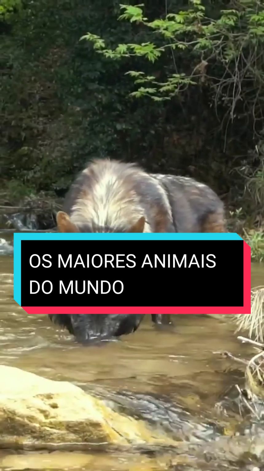 Você já conhecia esses animais? 😃 #animais #curiosidades #fatoscuriosos #animaisgigantes #curioso #fatos #animal