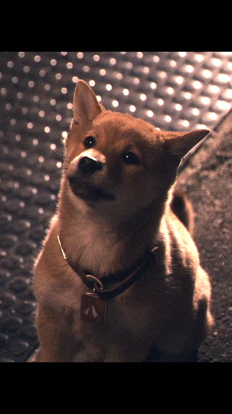 #hachiadogstale #hachiko 