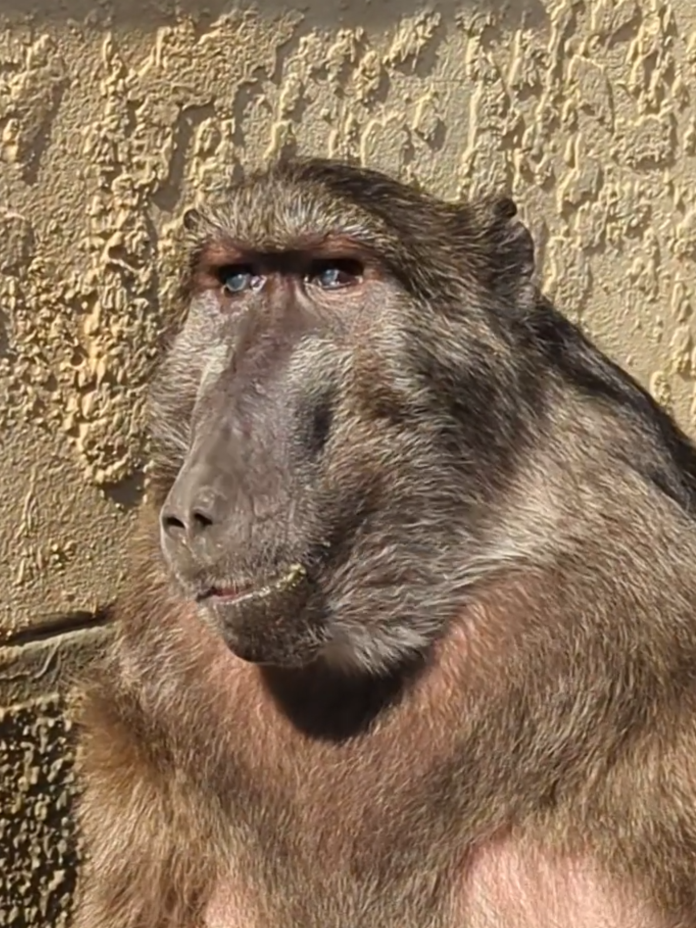 Rate my blind Baboon sisters Morning routine 😍🤩 #animallover #cuteanimals #farmlife #animal #monkey