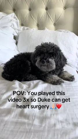 Please, please! Help us get Duke to 10,000 followers on both tiktok and instagram so we can get him open heart surgery. Insta: prince_duke_ Time is so valuable with congestive heart failure. And we don’t have much of it. His surgery can cost $35-50k depending on where he gets it done. We’re sickened by the price tag and don’t want to put a price on Duke’s life.  Like, follow, comment, & share all of Duke’s posts. We do have a gofund be but do not expect anything.  Thank you for all of the continued support and prayers. We are truly blessed to recieve it all. ❤️ #dogsoftiktok #dogs #puppy #poodle #doodle #followerstiktok #discoverunder10k #gettingto10k #dukesjourney #animalsoftiktok #puppytiktok #discoverunder5k #explore #fyep #explorepage #chf #congestiveheartfailure #mvd #mitralvalvereplacement 