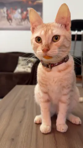 🧡#happybirthday #chia #lime #dora #kittensoftiktok #kittens #fruits #lerolero #trand #tranding #catmukbang #petmukbang #catoftiktok #catfood #cat #cateating #diningkitty #cateatingsound #catlover #eatingsounds #rawediet #cutekitten #petmukbang #asmr #catrawdiet #adorablecat #cateatingasmr #cateatingyolk #cutecat #cateatingnoodles