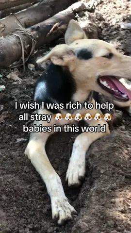 ##dogloversoftiktok #dogloversoftiktok #dogloversoftiktok #🐕🐕🐕🐕🐶🐶🐶🐶🐶❤❤❤ #dogloversoftiktok #🐕🐕🐕🐕🐶🐶🐶🐶🐶❤❤❤ #dogloversoftiktok #dogloversoftiktok #🐕🐕🐕🐕🐶🐶🐶🐶🐶❤❤❤ 