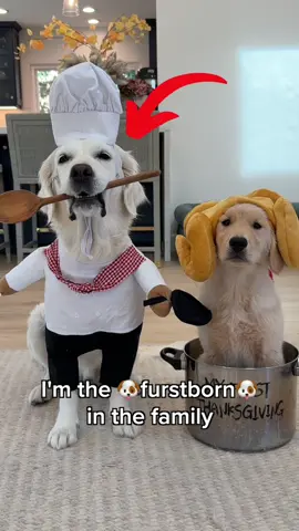 Gobble gobble like queens👑✨ @Open Farm Pet #openfarmpartner #goldenretrieverpuppy #dogsoftiktok 