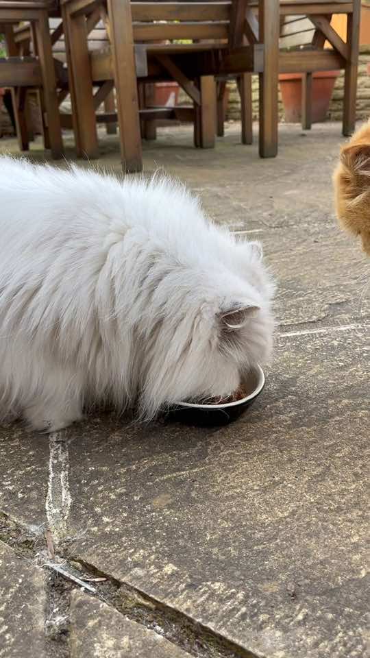 #sharingiscaring #nomnomnom #catsoftiktok #foryoupage 