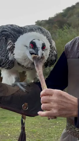 Bearded Vultures are known as the “bone-eater” — they’re the only animal that feeds primarily on bones 🦴 📹: Melih Bektas