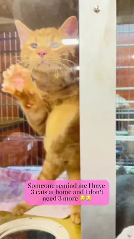 i love them sm 🥹 #cattok #kittens #orangecat #petsmart #adoptme #cute #sillycat 