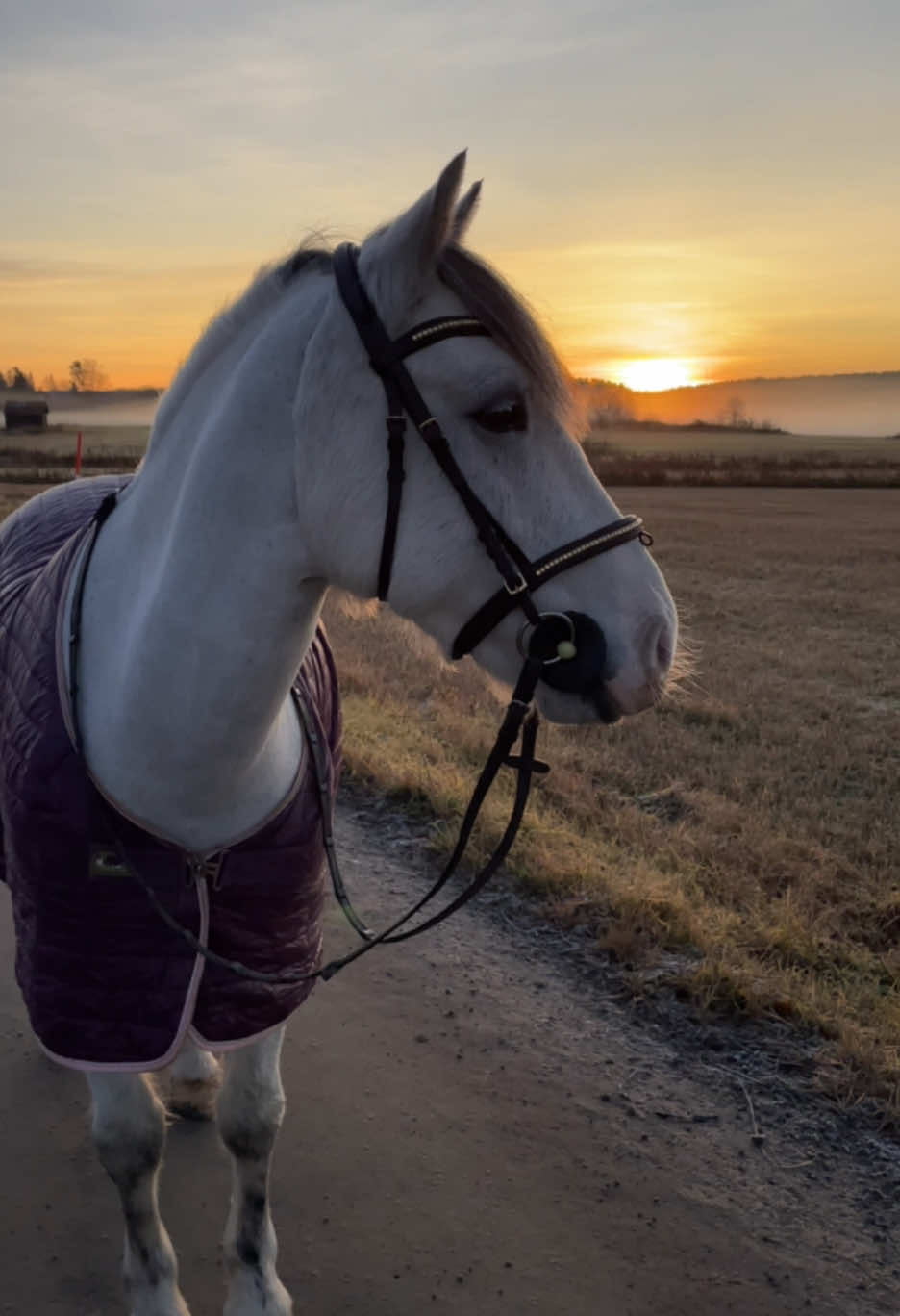 tack för allt hjärtat ❤️  tänk att jag fick turen att ha just dig som min egen i 4,5 år ❤️‍🩹  ta hand om din nya ryttare väl, jag kommer sakna dig obeskrivligt mycket 💔  #alfiestreasure👑 #teamalfiestreasure👑 #ponnynaffe #drömponnynaffe #towaochaffe 