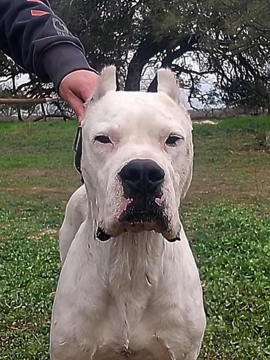 everyone#dogoargentino🔥 #dogo #dogoargentinopower #dogoargentino #dogoargentin 