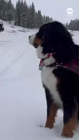 This is Parker, and he's the mayor around these parts! This Bernese mountain dog, who has served as the honorary mayor of Georgetown, Colorado, since 2020, offered his 