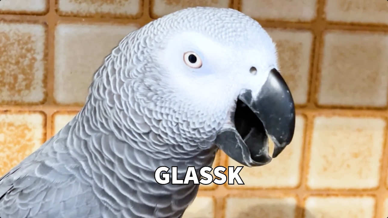 Did My Parrot Just Correct Me 😱 #talkingparrot #parrotsoftiktok #smartbird #africangrey #mindblown #amazinganimals 