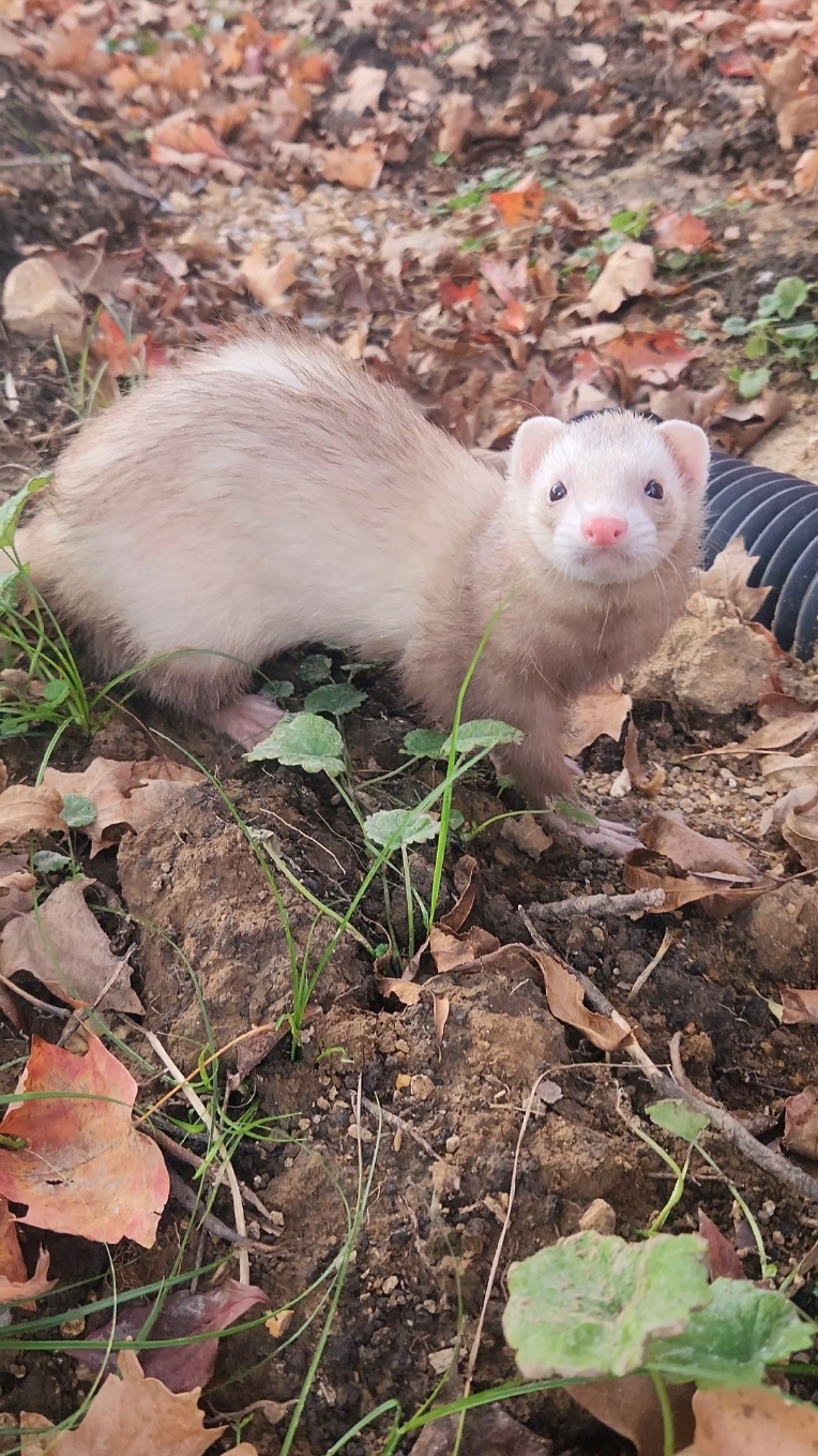 fall time ferret shenanigans 