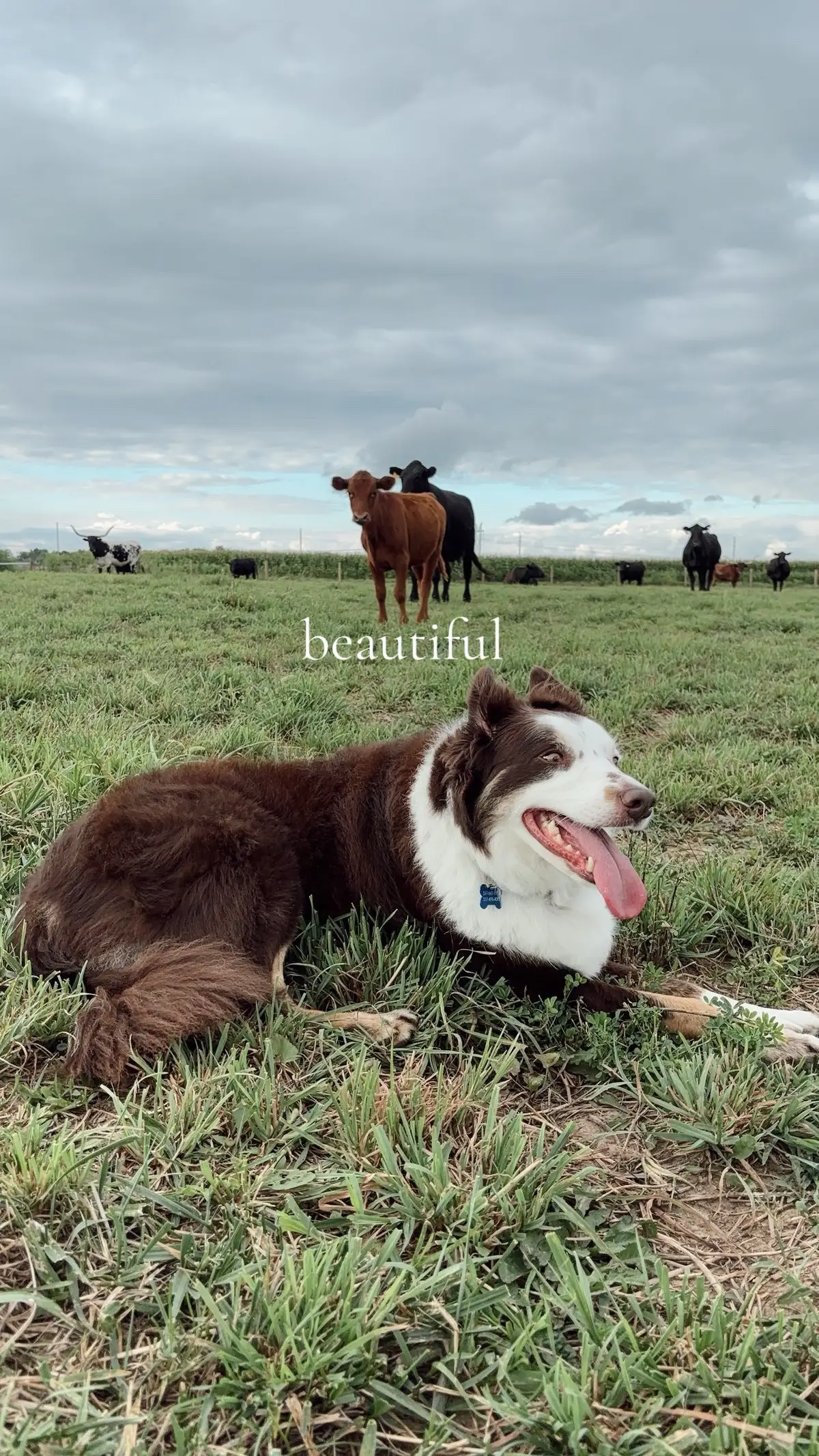 #chasethebordercollie #bordercollie #clingydog #beautifulboy #cutedog #funnydog #dogtok #dogtiktok #dog