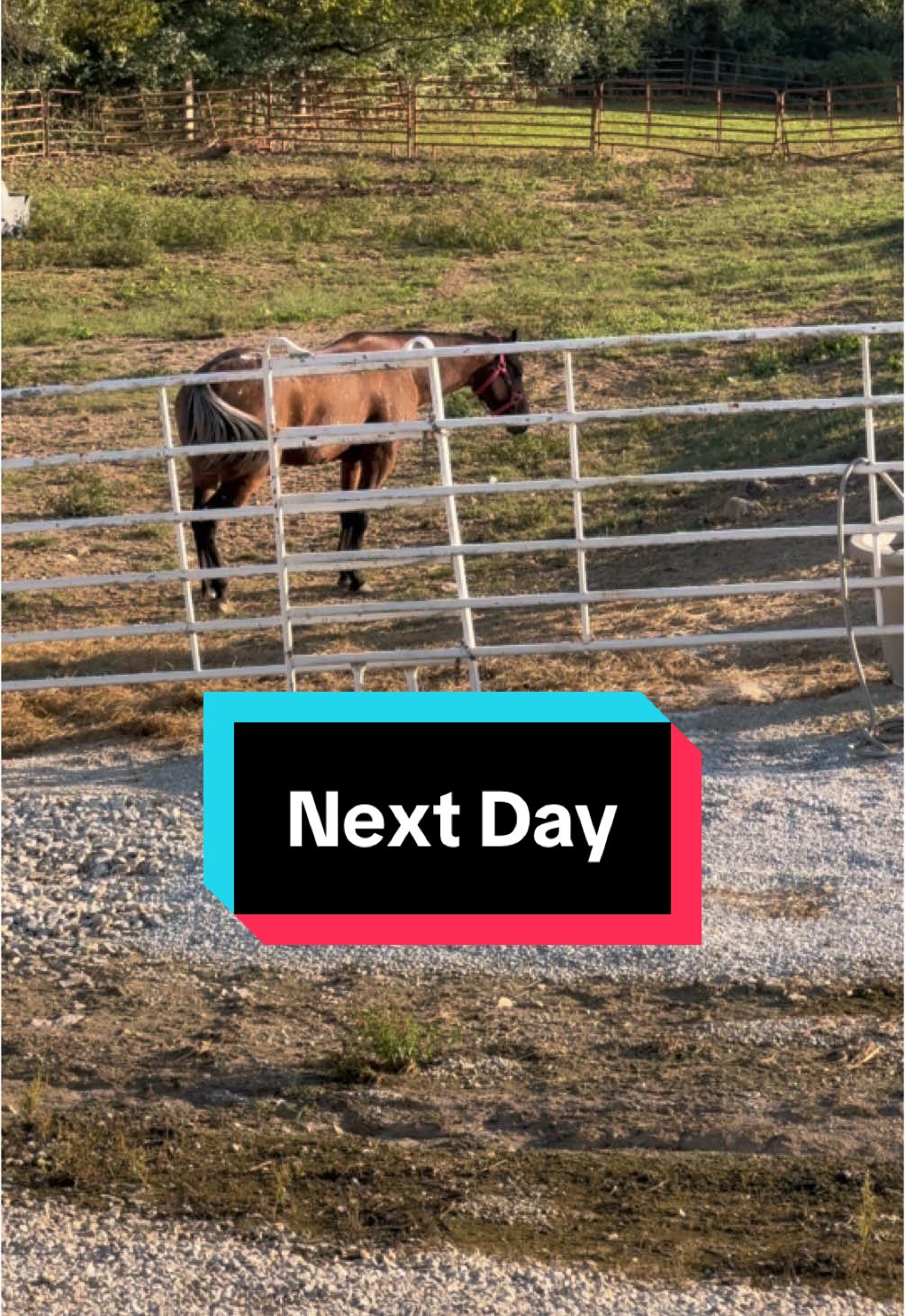 I had a major fear that she wouldn’t settle in for awhile after the move. This was the next day. She was so relaxed and happy to have access to grass for the first time and more space than she knew what to do with #horse #horsesoftiktok #horses #equestrian #turnout #paddock #barn #move 