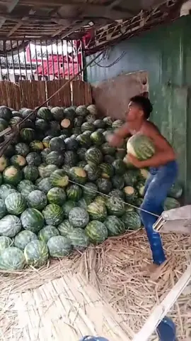 Name a better way to catch watermelons! 🍉🤯
With @Mauricio Silva  #fyp #foryou #watermelon #fun 