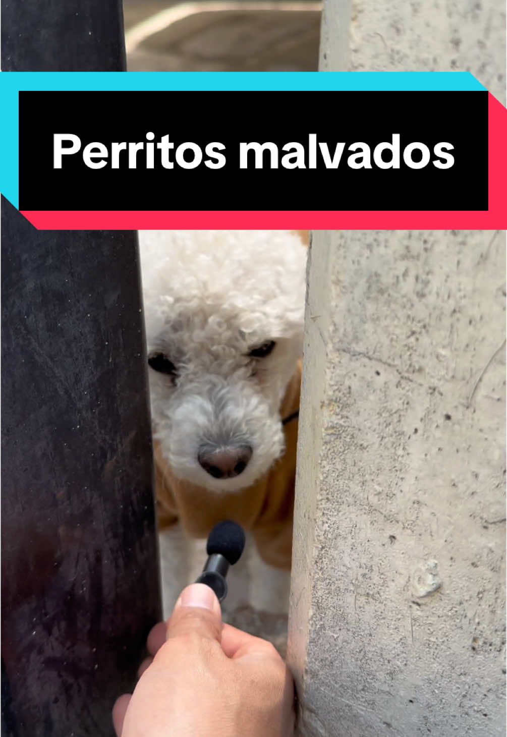 Perrito de pocas palabras 🐶🎤❤️ #perritosmalvados #perritosencarcelados #french 