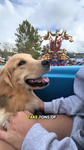 Just a happy boy in the happiest place on earth 🥹 We are not claiming to be service dog experts, this is just our experience! #dogsoftiktok #dogsoftiktokviral #goldenpuppy #puppy #goldenretriever #servicedog #goldenretriever #disneyworld 