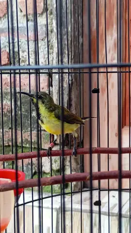 Sogon Roket Si Kecil Berdasi Gacor #kicaumania  #burung  #sogonmaniaindonesia  #fyp 