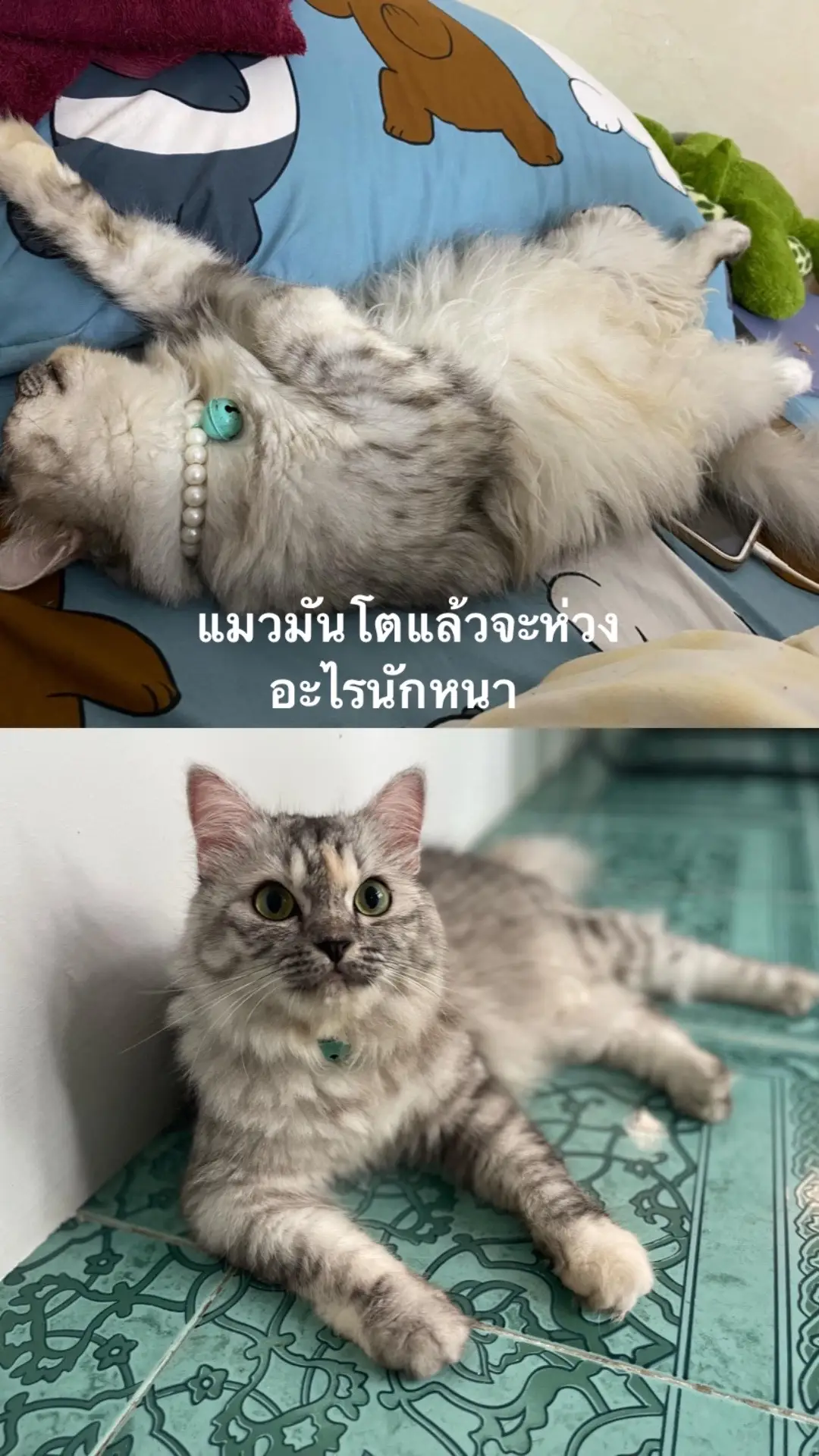 #แมว #สัตว์เลี้ยงน่ารัก #ทาสแมว #เปอร์เซีย 