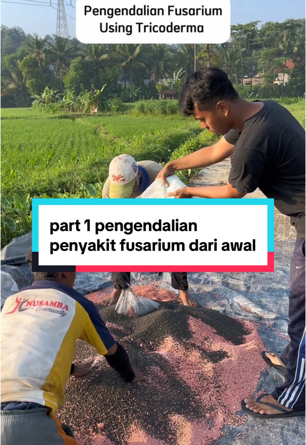 cara ini cukup efektif mengendalikan penyakit fusarium tanaman cabe, jangan skip video ini ya karena ini part 1 😻 #petaniindonesia🇮🇩🇮🇩🇮🇩🌿🌿 #fyp #petanimuda #petanicabai #tricoderma #fusarium 