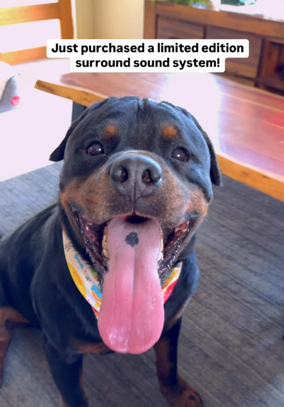 Soundhound 360! Bring chimken for purchases 🍗  #rottweiler #rottweilerpuppy #rottweilersoftiktok #rottweilers #rottweilerlife #rottweilerfamily 