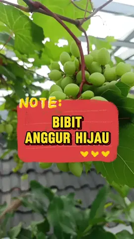 bibit anggur hijau