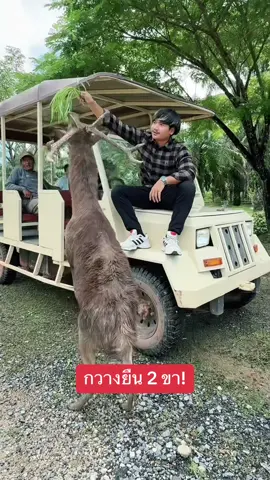ความสามารถพิเศษ 🦌 #ลองดู #กวาง #เก่ง #ฝากติดตาม #ช่องยูทูป #พี่นนท์ #เอ็นจอยคับผม 