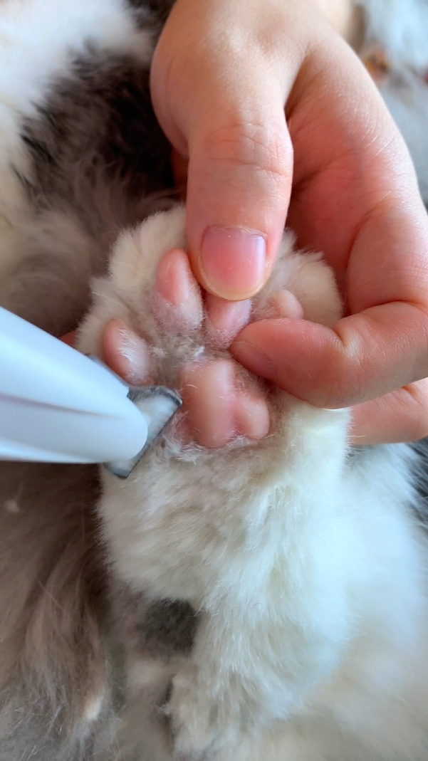 This pet paw trimmer is really nice!!🥰#cat #petpawtrimmer #pettrimmer #petpaw #kitty #catsofttiktok #foru 