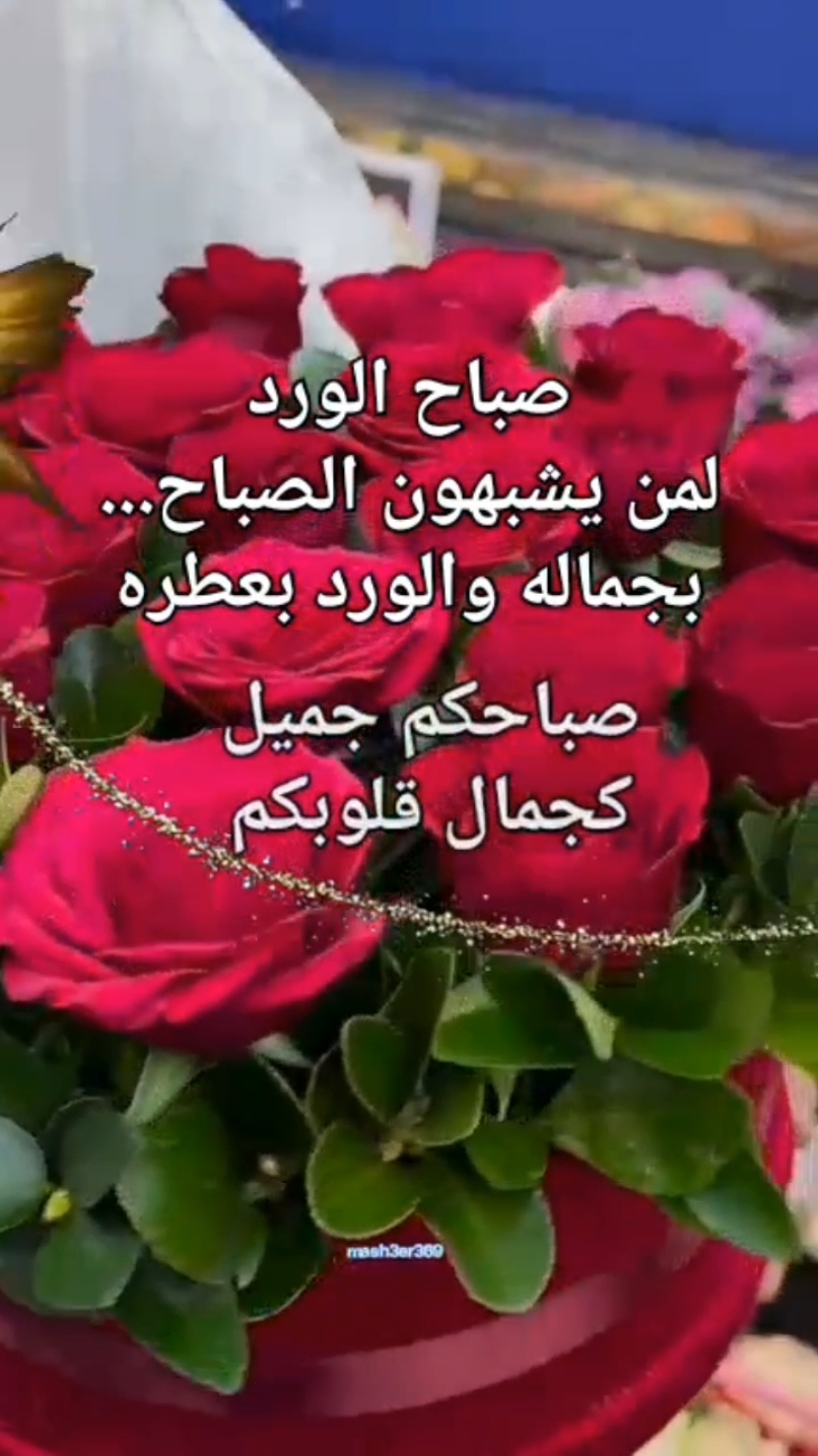 good morning  ،صباح الخير، صباح الورد، أحلى صباح، صباحيات حلوة، صباحات جميلة، حالات صباح الخير  ##صباح_الخير #صباح #صباحكم_أحلى_صباح #صباحكم_معطر_بذكر_الله #صباحكم_سعادة_لاتنتهي #صباح_الورد #صباح_العظمه #صباحيات #صباحوووو_عسل #حالات #حالات_واتس #ستوريات #عرب #السعودية_الكويت_مصر_العراق_لبنان #النغرب_تونس_ليبيا_دبي_قطر #الاردن #تركيا #story #foruyou #tik_tok #CapCut @مشاعر 