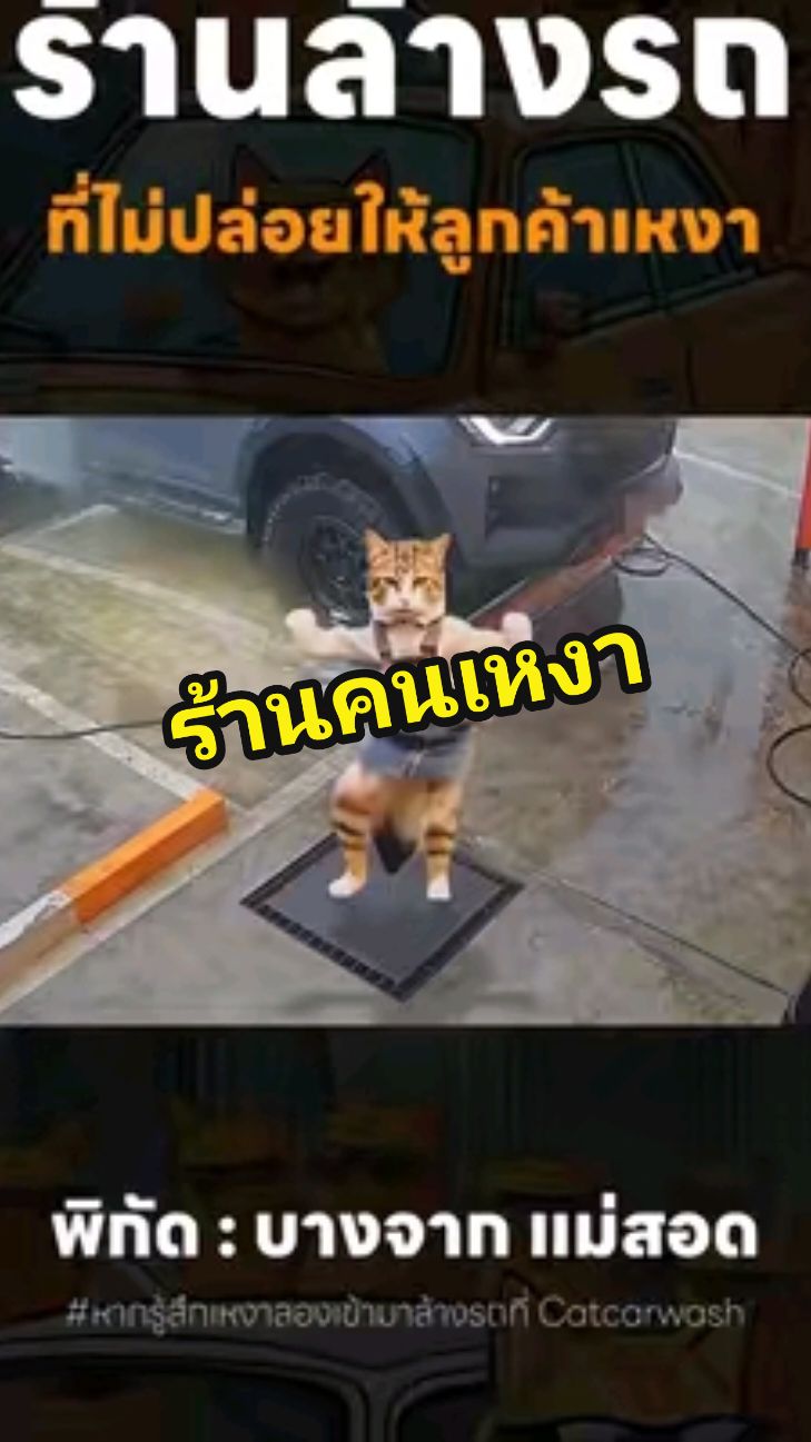 หากคุณกำลังรู้สึกเหงา ลองเข้ามาล้างรถที่ Catcarwash 🧡🤍😻 . ให้น้องแมวอยู่เป็นเพื่อนยามเปียกฉ่ำ สนุกกับน้องแมวได้ที่สาขาใกล้บ้านของท่านได้แล้ววันนี้ ค้นหา Location แล้วไปลุยกันเลย จ๊วดดด ✅💯🔥 . #ล้างรถหยอดเหรียญ24ชม #ร้านล้างรถ #คนไทยเป็นคนสนุก #Catcarwash