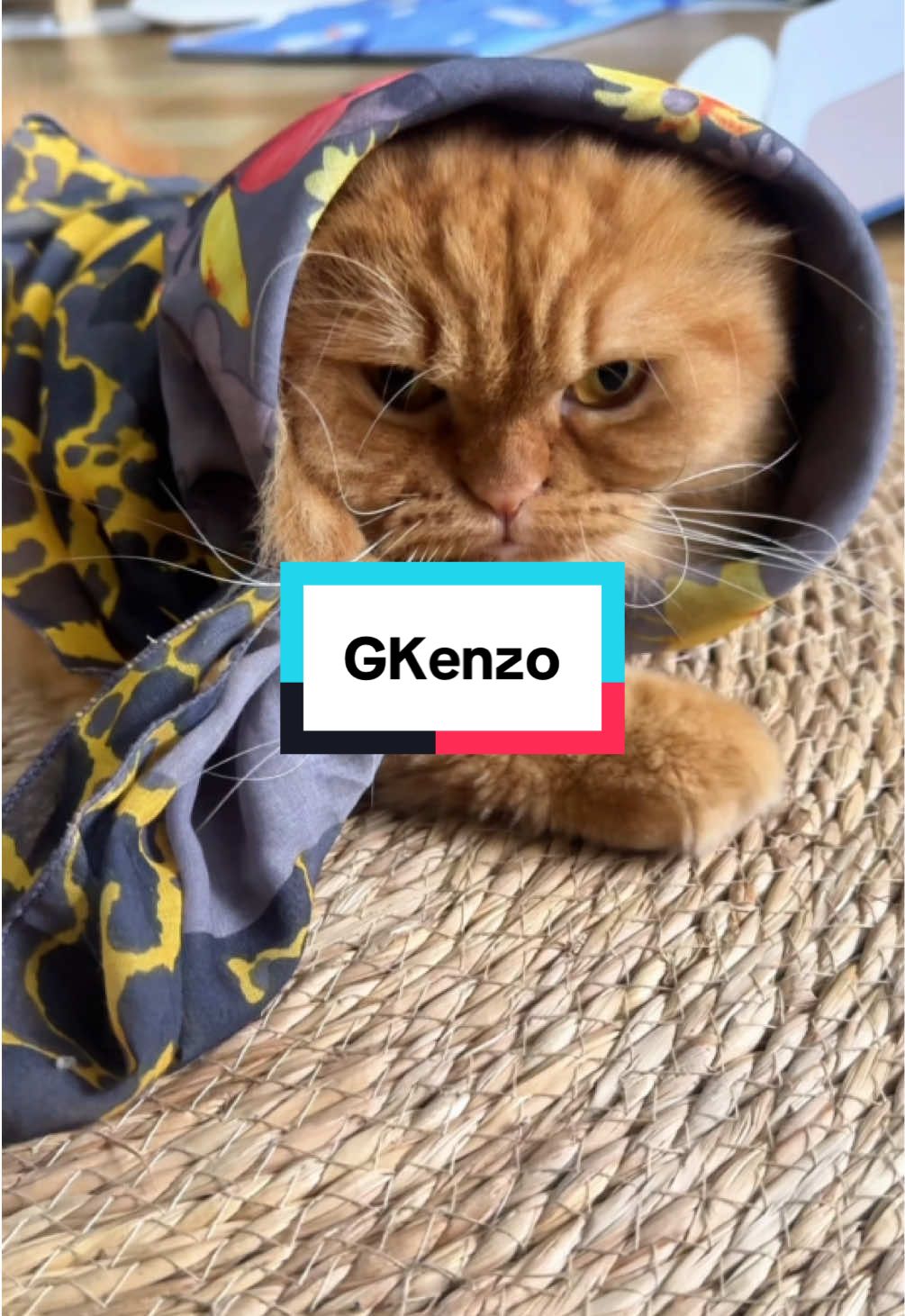 GKenzo in on fire! 🔥🔥🔥 #kenzo #majibu #kucing #cat #dgragon #gd #power #gdpower #bigbang