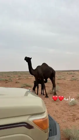 #fypシ #اكسبلور #مطير #عتيبه #المملكه_العربيه_السعوديه 